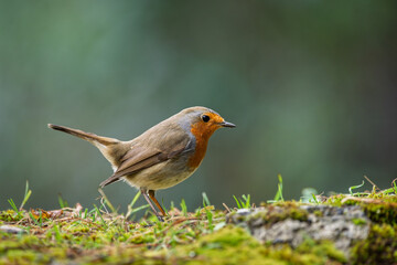 Robin resting on the ground. Close-up view. Blur background