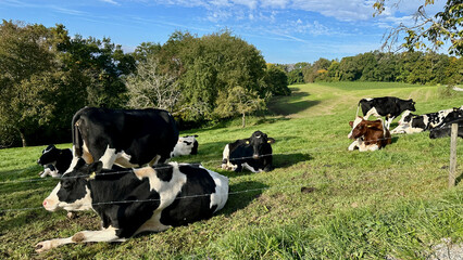 Cows Grazing in Open Field adjacent to Forest in Southern Germany
