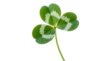 A single green clover leaf with white stripes and a thin stem isolated on transparent background