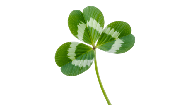 A single green clover leaf with white stripes and a thin stem isolated on transparent background