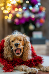 A cute dog lying in front of a New Year tree and yawning.
