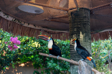 Fototapeta premium Red-billed toucans is Neotropical bird in family Ramphastidae in Shanghai wild animal park, China