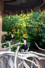 Great Hornbill or concave-casqued or great Indian or greatpied hornbill in Shanghai wild animal park, China. Vertical image © Olga Bryukhova