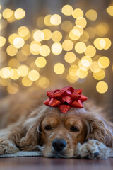 A dog resting in front of a Christmas tree, soft Christmas lights creating a bokeh effect