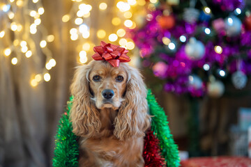 dog in christmas lights