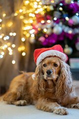 dog with christmas hat