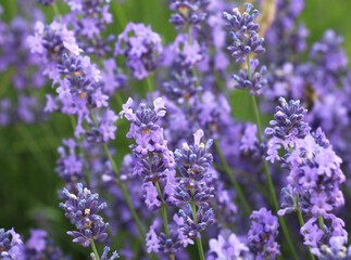 Lavender flowers bloom on a flower bed