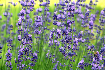 Fototapeta premium Lavender flowers bloom on a flower bed