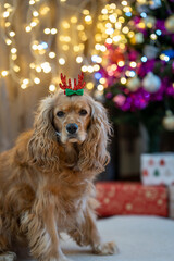 &ldquo;A dog with a New Year-themed hair clip standing in front of a decorated New Year tree
