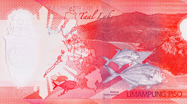 50 Piso Philippines, New Polymer Note 2025 with the image of Taal Lake and giant trevally fish. Money of the Philippines