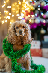 cocker spaniel dog standing in front of a Christmas tree with bokeh lights