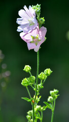 Malva thuringiaca (Lavatera thuringiaca) blooms in the wild