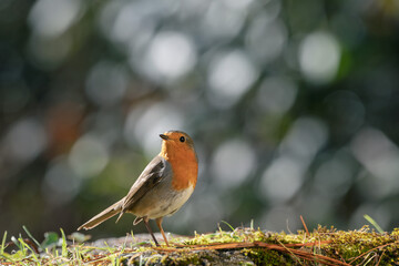 Closeup of european robin standing on the ground with bokeh background