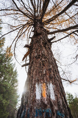 Elevated view of forest climb, Hiker ascends tall tree using embedded metal steps and signs, Outdoor explorer navigates rugged tree with painted markers and sturdy metal rungs under cloudy