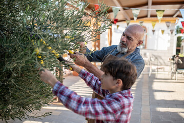 Grandfather and grandson: The 60-year-old man prunes the olive tree while his 10-year-old grandson watches.