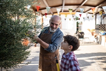 Grandfather and grandson: The 60-year-old man prunes the olive tree while his 10-year-old grandson watches.