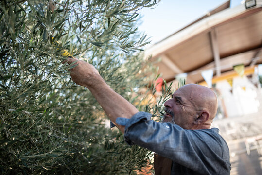 The 60-year-old man prunes the olive tree - Powered by Adobe