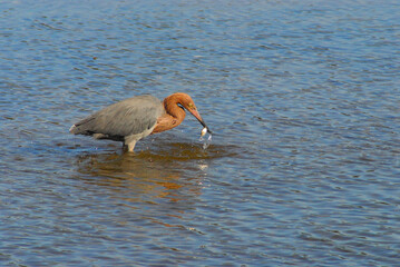 birds-florida-close-up-beautiful-colorful-rare-reddish-egret-fish-in-beak