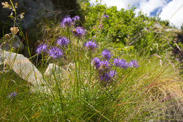 Round-headed rampion, Phyteuma orbiculare, prefers full sun exposure on calcareous soils, at an altitude of 600–2,400 metres above sea level.