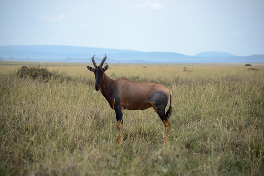 Topi in Serengeti National Park, Tanzania, Africa on safari game drive.