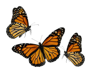 Fototapeta premium Monarch butterflies in flight nature wildlife isolated on transparent background