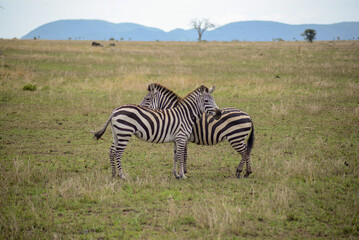 Zebras crossing on the savanna in Serengeti National Park, Tanzania, Africa.
