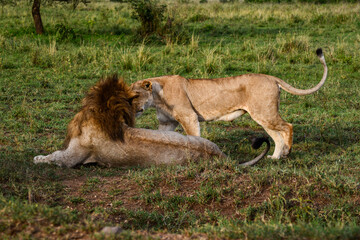 Cute lion family bonding on the savanna in Serengeti National Park, Tanzania, Africa on safari game drive.
