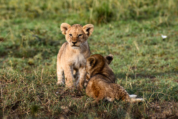 Cute lion family bonding on the savanna in Serengeti National Park, Tanzania, Africa on safari game drive.