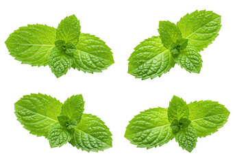 Four vibrant green mint leaves with intricate natural textures, prominent veins, and serrated edges, isolated on a white background with copy space, concept of natural purity and freshness