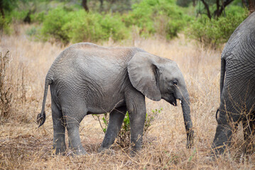 Baby elephant in bush in Serengeti National Park, Tanzania, Africa 