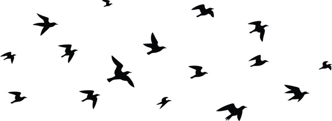 Flock of silhouette birds flying in a scattered pattern against a white background swarm