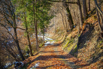 Wanderweg durch einen herbstlichen Wald