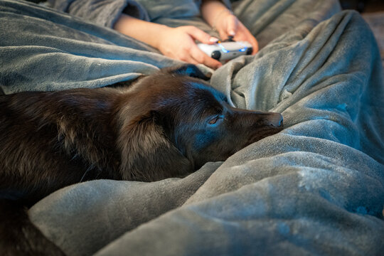 relaxing labrador