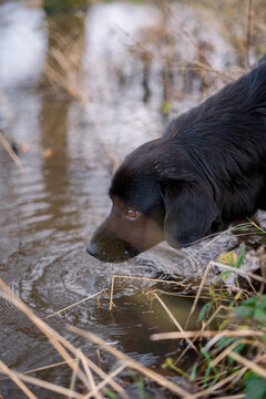 dog in the water