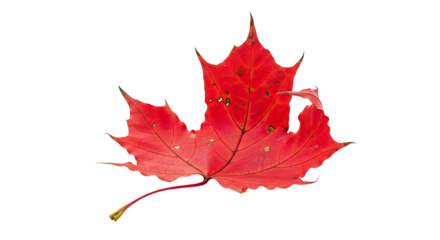 Vibrant red maple leaf isolated on transparent for seasonal autumn design