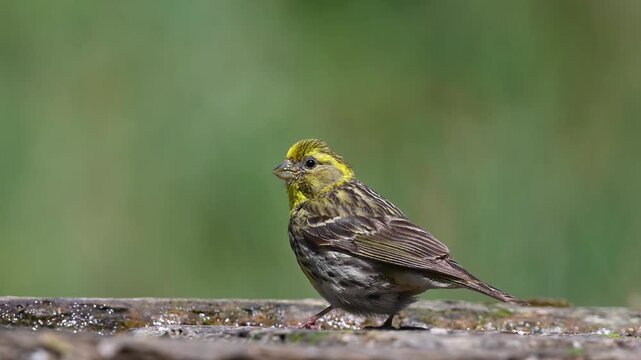 Close-up video of a bright yellow European serin (Serinus serinus) drinking water from a puddle on a hot day.