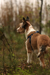 A dog in a pine forest looking into the distance.