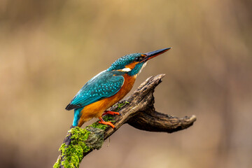 Eisvogel