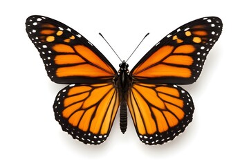 Fototapeta premium butterfly on white background