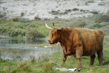 Scottish Highlander in the dunes