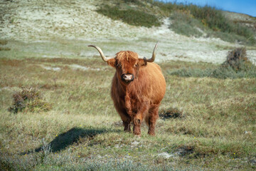 Scottish Highlander in the dunes