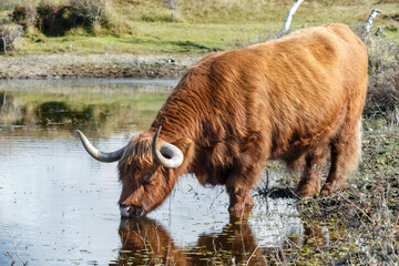 Scottish Highlander in the dunes