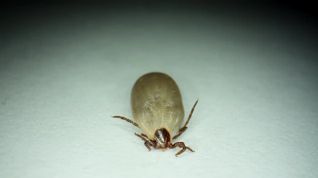 Macro close-up of an engorged tick crawling on a white surface. The parasite is shown in high detail, highlighting its swollen body, legs, and natural movement POV view