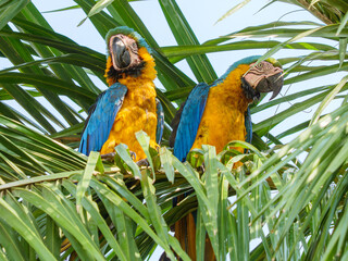 Pair of Blue-and-yellow Macaws on palm leaves