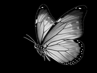 Monochrome closeup side view of a delicate butterfly with intricate wing patterns isolated against a stark black background, capturing its fragile beauty