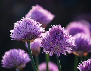 purple chive flowers blooming in garden with dark blurred background close up of vibrant violet allium blossoms with round heads showing detailed texture and creating elegant natural composition