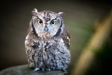 portrait of a beautiful eurasian scops owl, otus scops