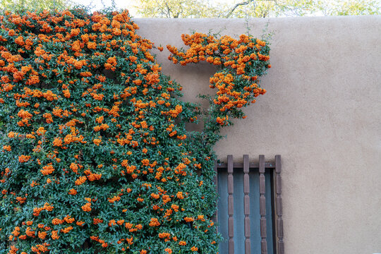 Berries and vines growing on wall, Canyon Road Arts District, Santa Fe, New Mexico, USA