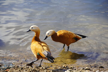 Ruddy shelduck, or Tadorna ferruginea ducks in Etoliko, Greece