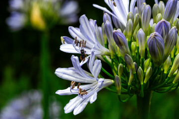 Close up of lilac flower with small insect